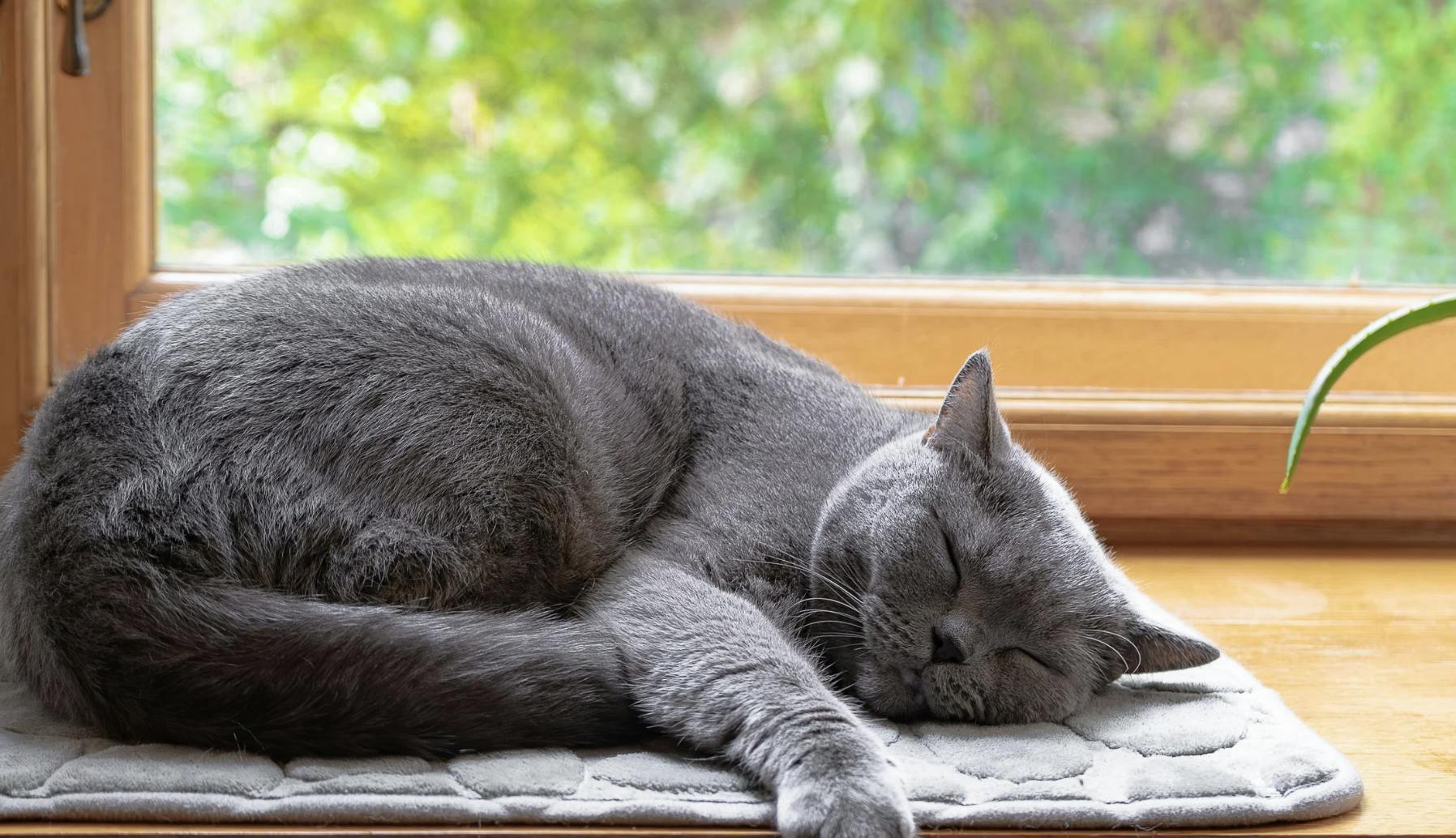 Photo d'un chat endormi